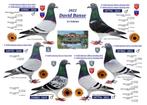 Pigeons voyageurs, Pigeon voyageur, Plusieurs animaux