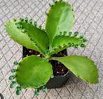 Kalanchoë scheutjes te koop, Huis en Inrichting, Kamerplanten, Groene kamerplant, Ophalen of Verzenden, Vetplant