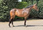 5 Jarige Glasgow v/h Merelsnest x Karlstad x Landwind II., Dieren en Toebehoren, Paarden, Merrie, Springpaard, Gechipt, Zadelmak