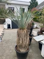 Yucca Rostrata ( 2 stuks ) koopje ! €130/st, Tuin en Terras, Planten | Tuinplanten, Halfschaduw, Vaste plant, Ophalen of Verzenden