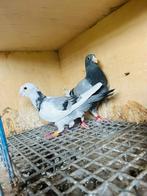 Koppel, Dieren en Toebehoren, Vogels | Duiven