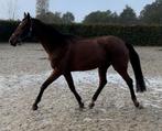 Drachtige merrie, Cheval de dressage, 11 ans ou plus, Débourré, 160 à 165 cm