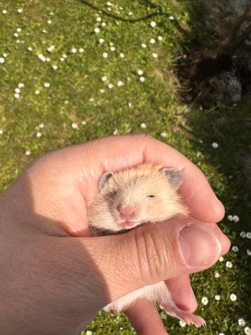 Goudehamster beschikbaar voor biedingen