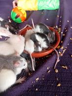 Handtamme ratjes, Dieren en Toebehoren, Knaagdieren, Rat, Januari, Meerdere dieren, Tam