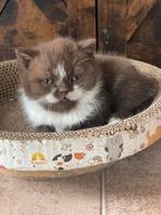 Lief en speels britse kittens met stamboom, Dieren en Toebehoren, Meerdere dieren, Gechipt, 0 tot 2 jaar