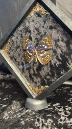Grote Japanse Keizervlinder, Antiek en Kunst, Curiosa en Brocante, Ophalen of Verzenden