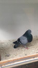 Kruising Granadino/ Veleno, Dieren en Toebehoren