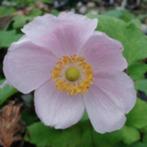Japanse anemoon (Anemone hupehensis), Vaste plant, Halfschaduw, Herfst, Ophalen