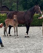 Fokmerrie drachtig van DON JULIO DE REGOR, Dieren en Toebehoren, Paarden, Merrie, Niet van toepassing, Springpaard, 11 jaar of ouder