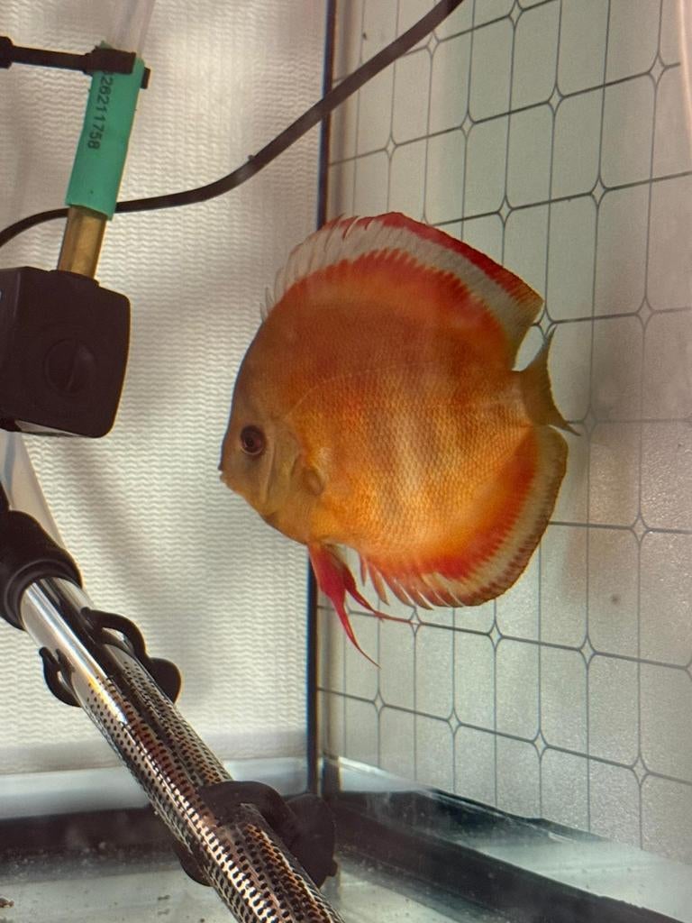 Paar discusvissen 200 euro, Dieren en Toebehoren, Vogels | Kanaries