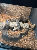 Boa constrictor koppel 1.1, Dieren en Toebehoren, Slang, Tam, 7 tot 10 jaar