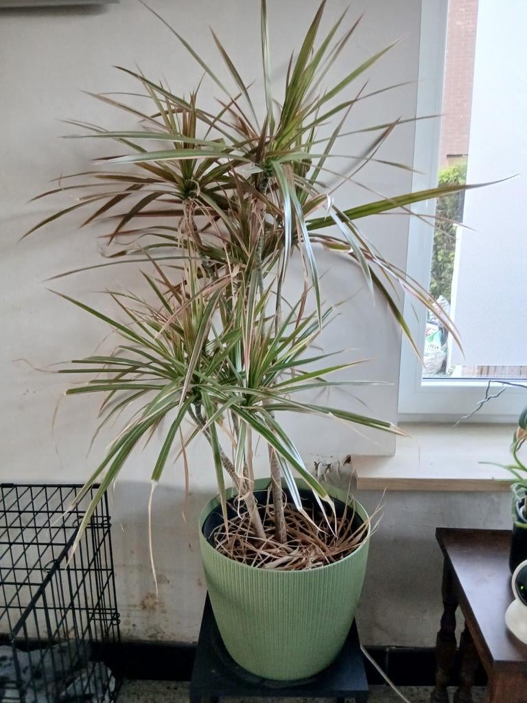 Dracaena Marginata, Ophalen