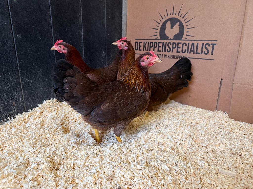 Jonge tamme Welsumer kriel kippen gesekst & ingeënt, Femelle, Poule ou poulet