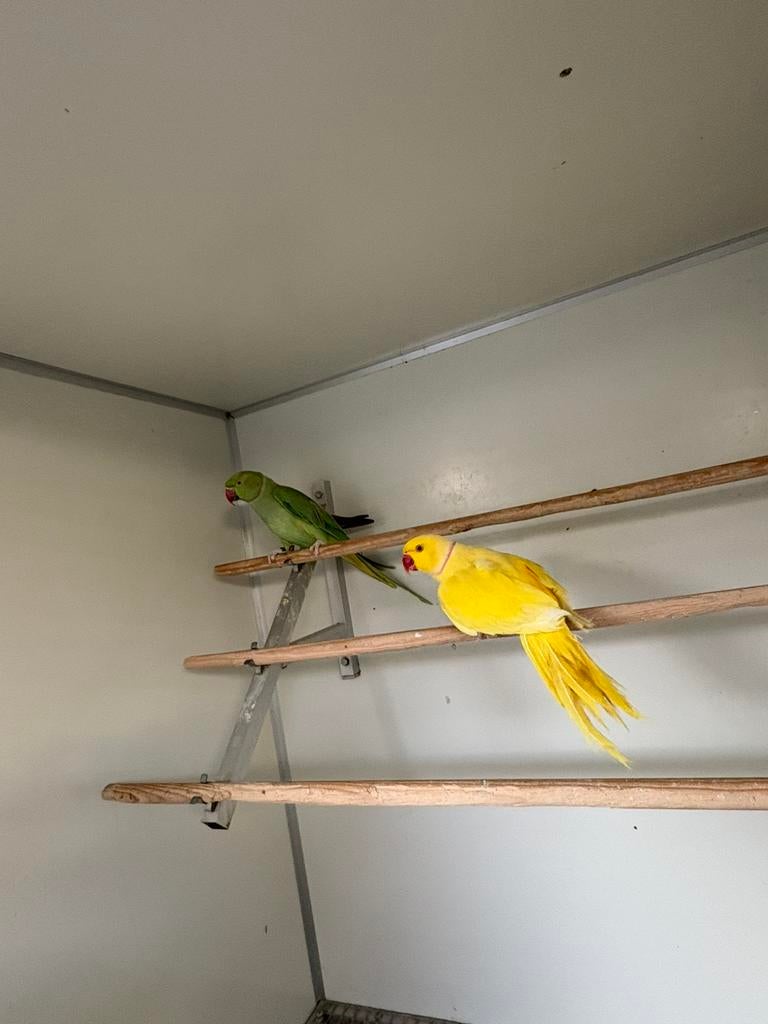 Kweekkoppel halsbanden lutino, Plusieurs animaux, Perruche, Bagué