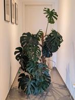 Monstera + 150cm, Huis en Inrichting, Kamerplanten, Ophalen