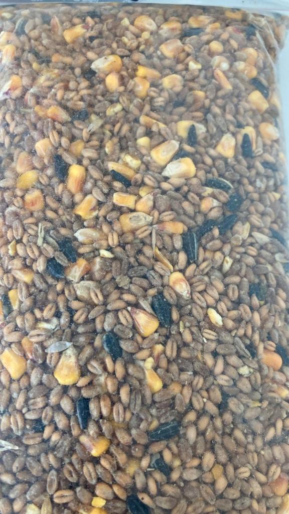 duivenmengeling, Dieren en Toebehoren, Vogels | Duiven