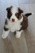 Mini American Shepherd - Mini aussie, Parvo, België, Particulier, Overige rassen