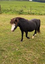 Prachtige AMHA NMPRS merrie, Jument