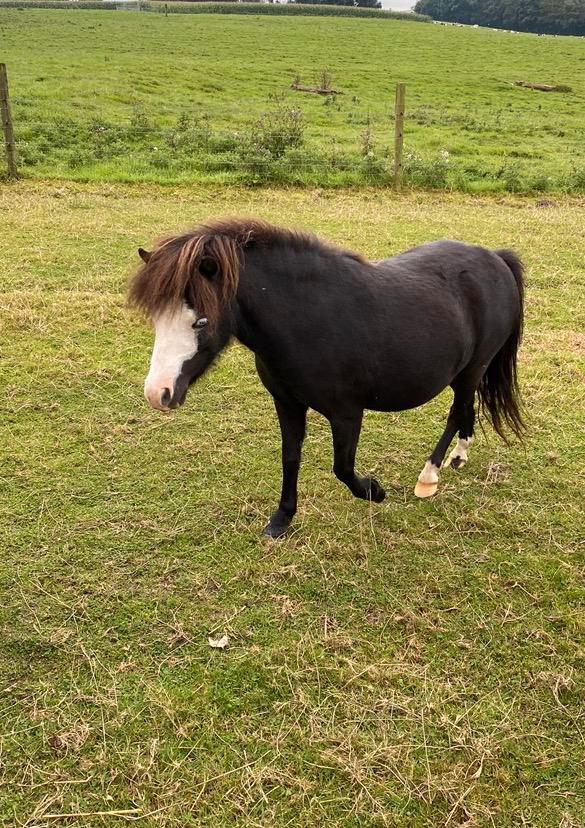 Prachtige AMHA NMPRS merrie, Animaux & Accessoires, Chevaux & Poneys | Étalons & Juments poulinières, Jument