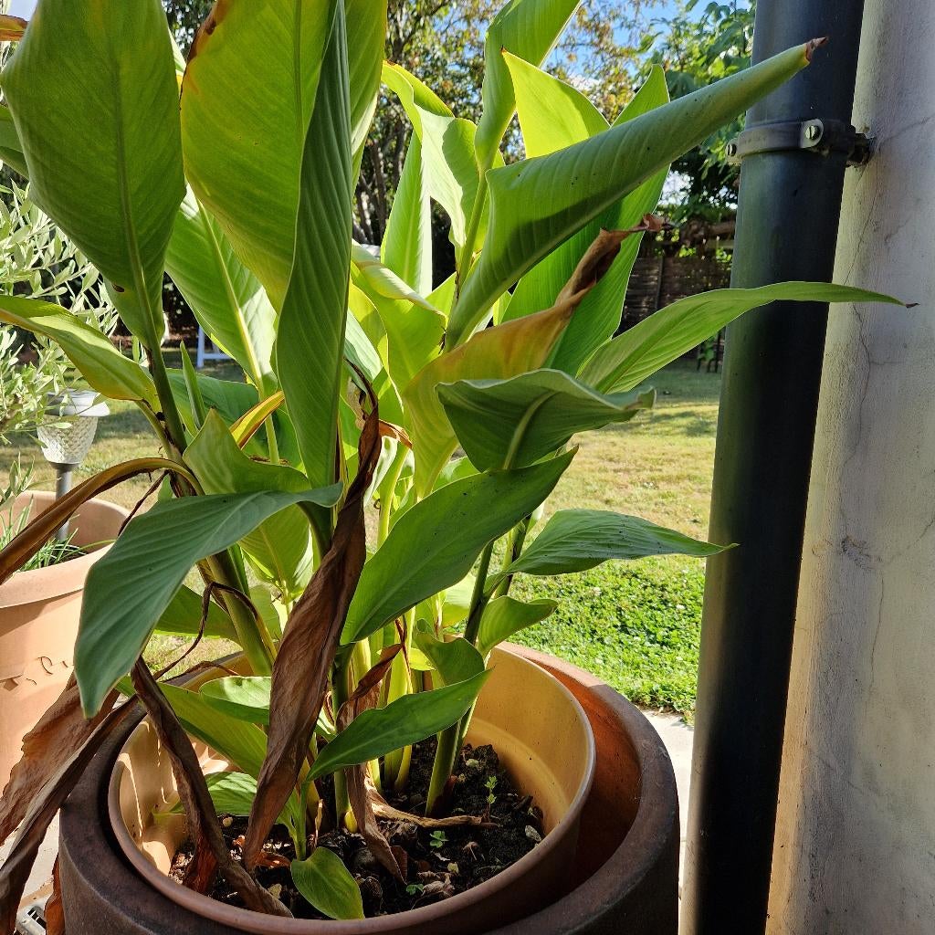 canna's rode, Ophalen