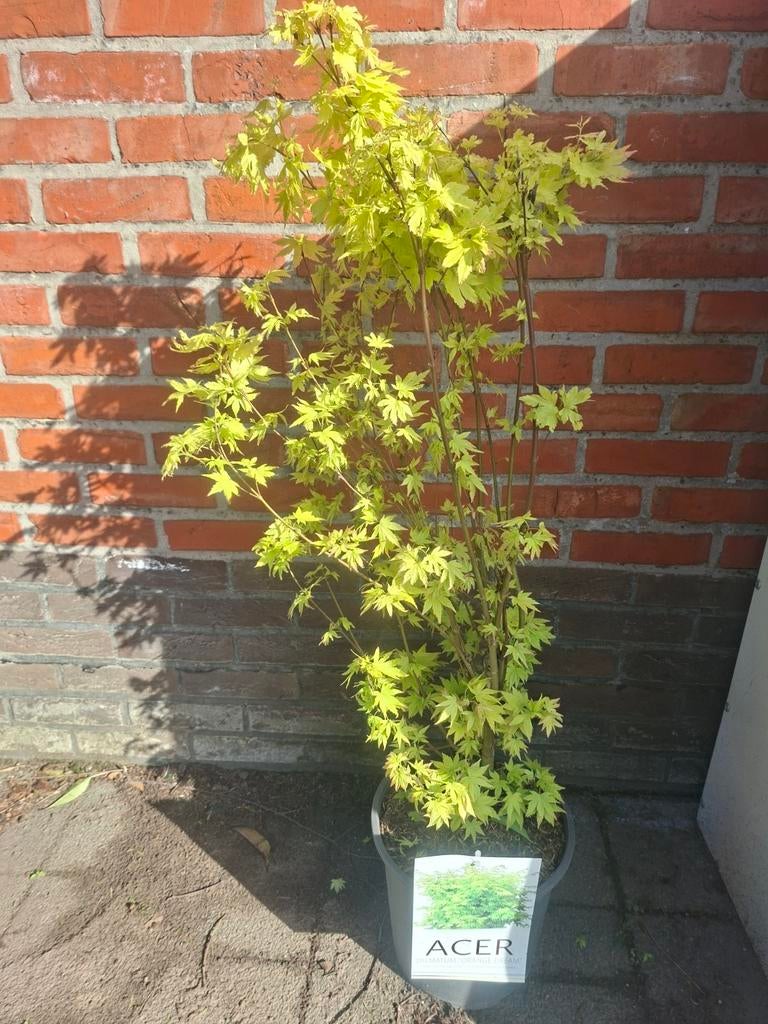 Acer palmatum variëteiten, Enlèvement, Automne