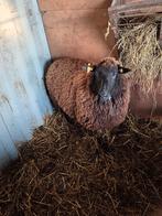 Schapen ooi, Vrouwelijk, Schaap, 0 tot 2 jaar