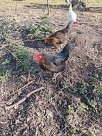 legkip, Dieren en Toebehoren, Vrouwelijk, Kip