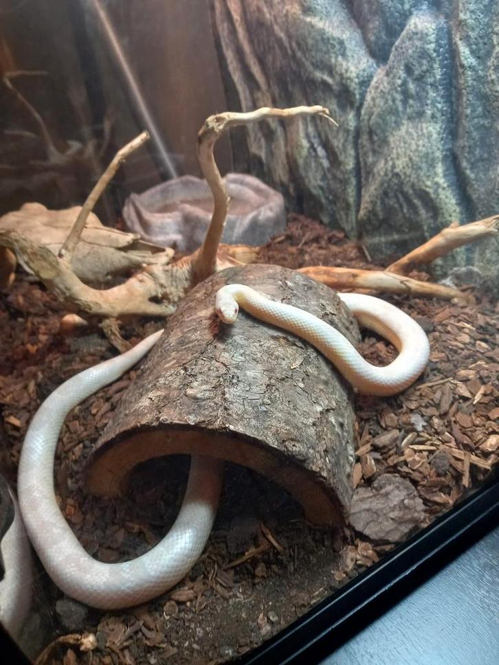 Albino korenslang, Dieren en Toebehoren, Reptielen en Amfibieën
