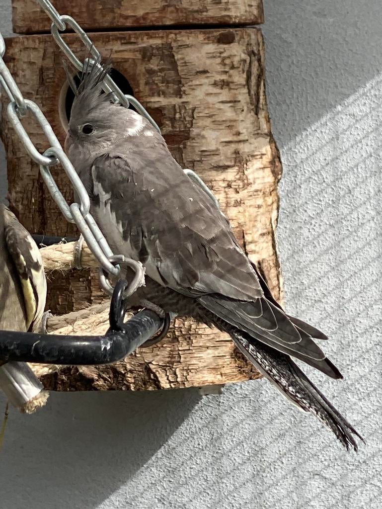 Jonge valkparkieten, Dieren en Toebehoren, Geslacht onbekend