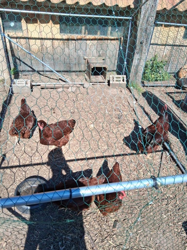 Broedeieren red island, Sexe inconnu, Poule ou poulet