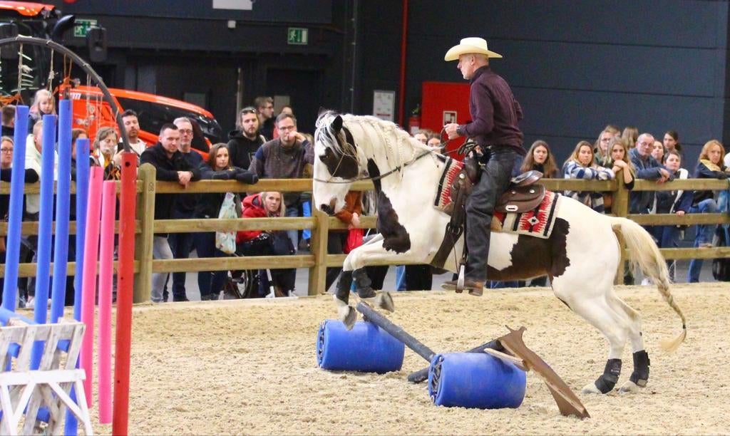 Pinto  164cm, Dieren en Toebehoren, Merrie