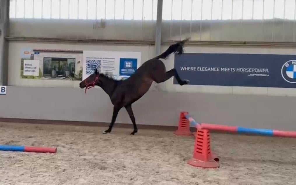 3 jarige merrie te koop Foncetti x Clearway, Dieren en Toebehoren, Paarden, Merrie