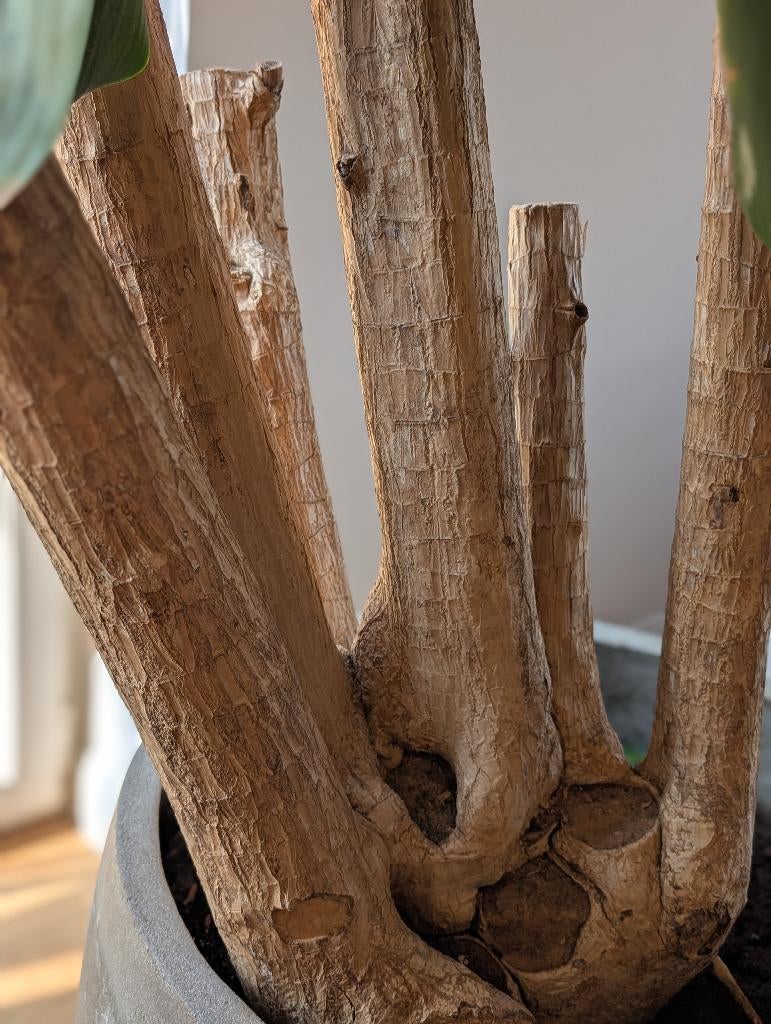 Dracaena massangeana 265 cm + pot en pierre solide 55 cm, Maison & Meubles, Autres espèces, En pot, Enlèvement, 200 cm ou plus