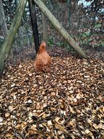 Cochin kriel hennetjes, Animaux & Accessoires