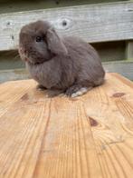 Minilop voedstertje, Dieren en Toebehoren, Vrouwelijk, Dwerg, Hangoor, 0 tot 2 jaar