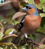 BOTVINKEN, Femelle, Oiseau chanteur sauvage, Bagué