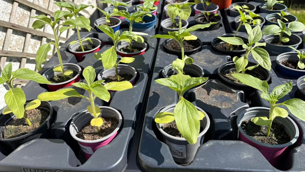 Zonnebloem plantjes ( halfhoge soort ), Ophalen