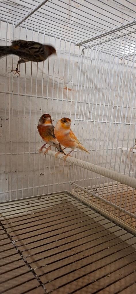 Canaris arlequin, Animaux & Accessoires, Mâle