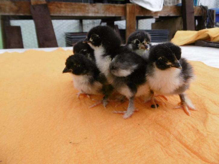Kuikens van Marans zwart/kopernek, Dieren en Toebehoren, Pluimvee, Kip, Geslacht onbekend