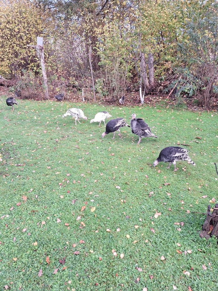 Vrouwen kalkoen te koop, Kalkoen