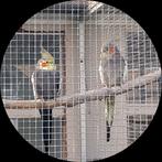 Wildkleur valkparkiet pop 2025, Dieren en Toebehoren