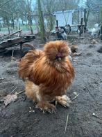 Broedeieren USA zijdehoen, Dieren en Toebehoren, Pluimvee, Geslacht onbekend, Kip