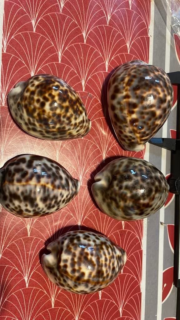 Coquillages, Enlèvement ou Envoi, Coquillage(s)