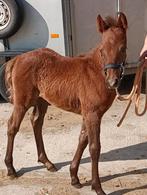 Merrieveulen met vol connemara papieren, Animaux & Accessoires, Poneys, Ne s'applique pas, 0 à 2 ans, Jument, Poney de saut