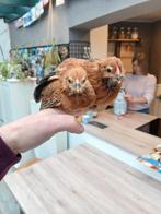 Antwerpse baardkrielen, Dieren en Toebehoren, Pluimvee, Meerdere dieren, Kip