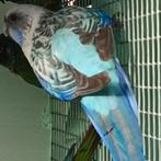 Rosella koppel, Dieren en Toebehoren, Geringd