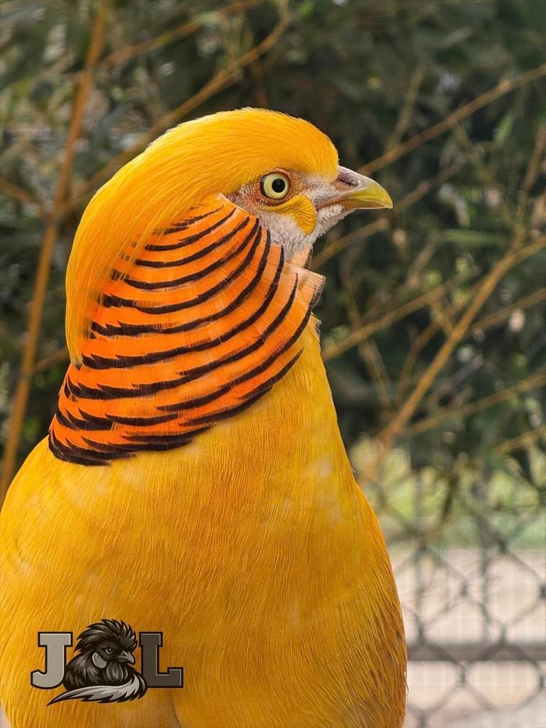 Broedeitjes Lady Amherst, Geel en Goudfazant, Sexe inconnu, Autres espèces