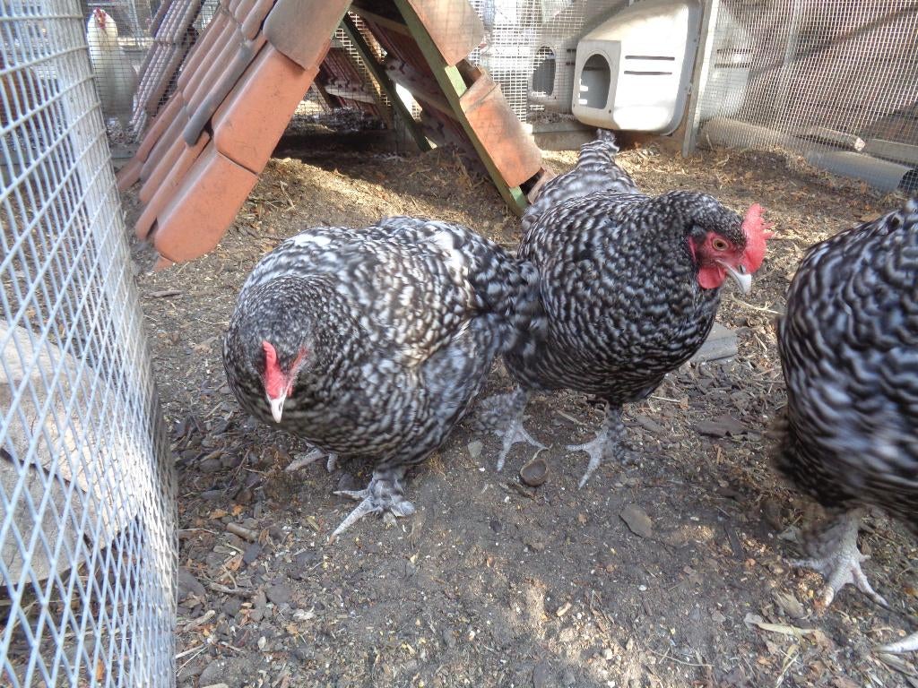 kippen : Mechelse koekoek, Meerdere dieren, Kip