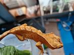 Wimpergekko, Hagedis, Tam, 0 tot 2 jaar
