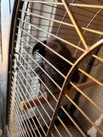 Te koop  papegaai grijze roodstaart, Dieren en Toebehoren, Papegaai, Tam